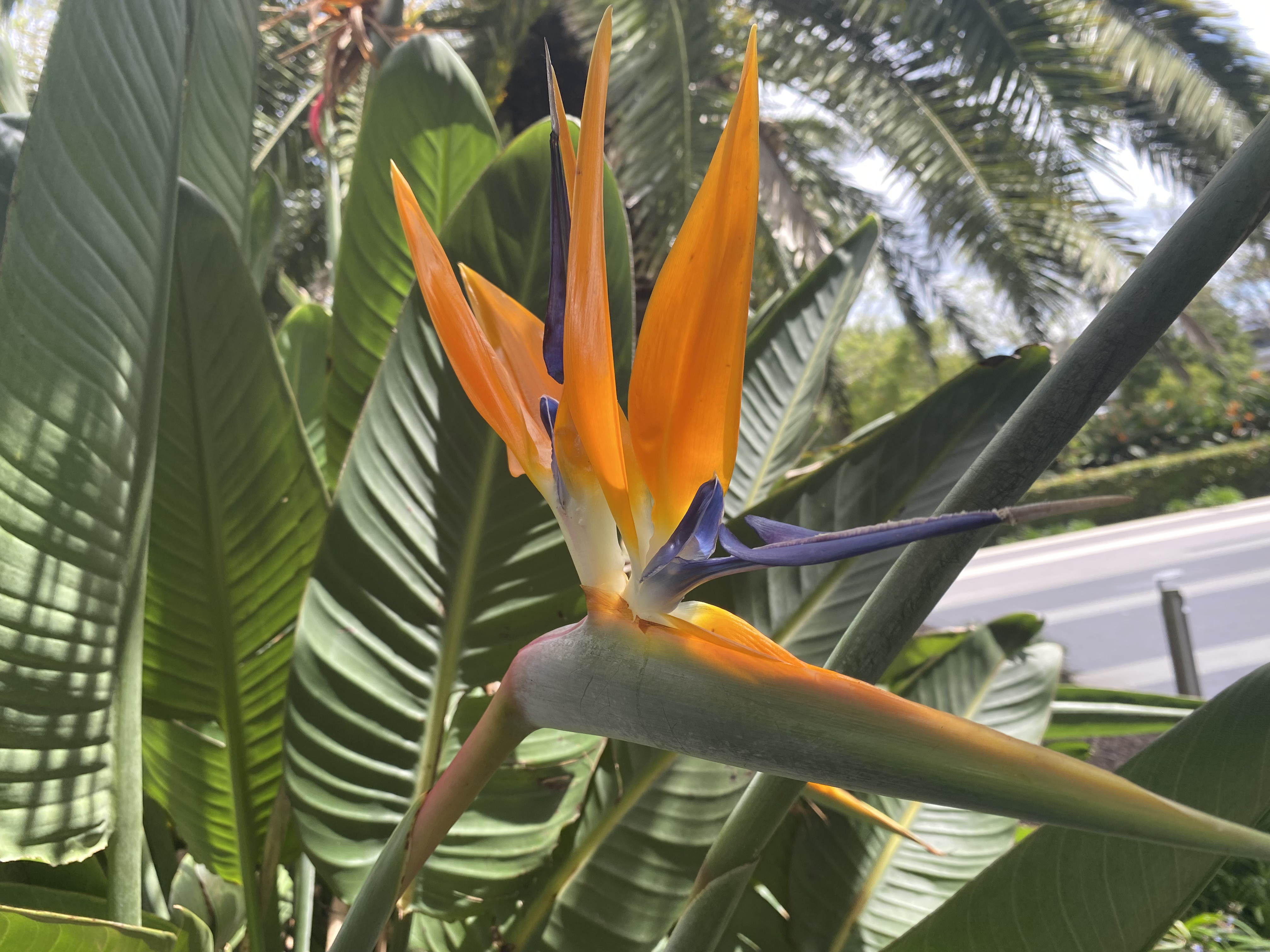Strelitzia reginae (Bird of Paradise)