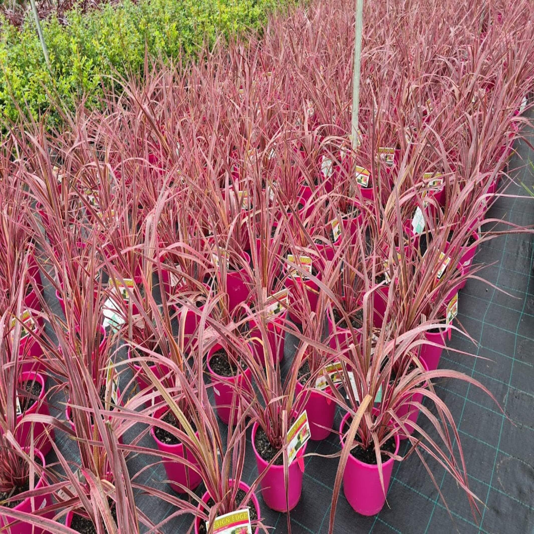 Cordyline banksil 'Electric Pink'