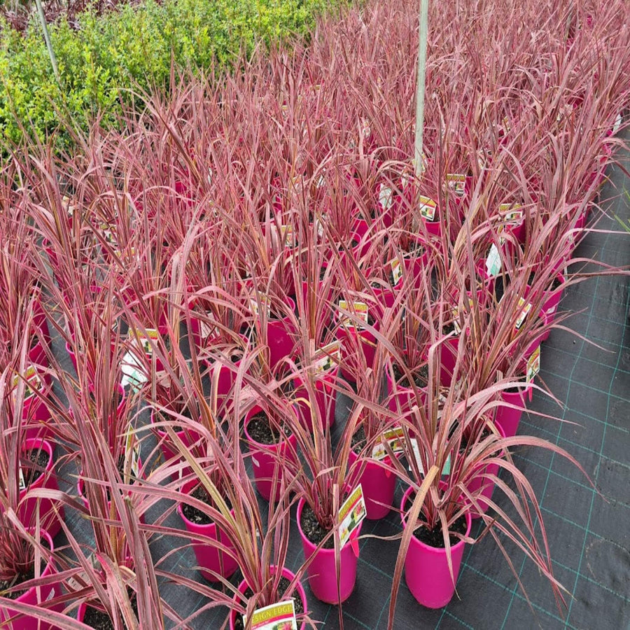 Cordyline australis Electric Pink 200 mm