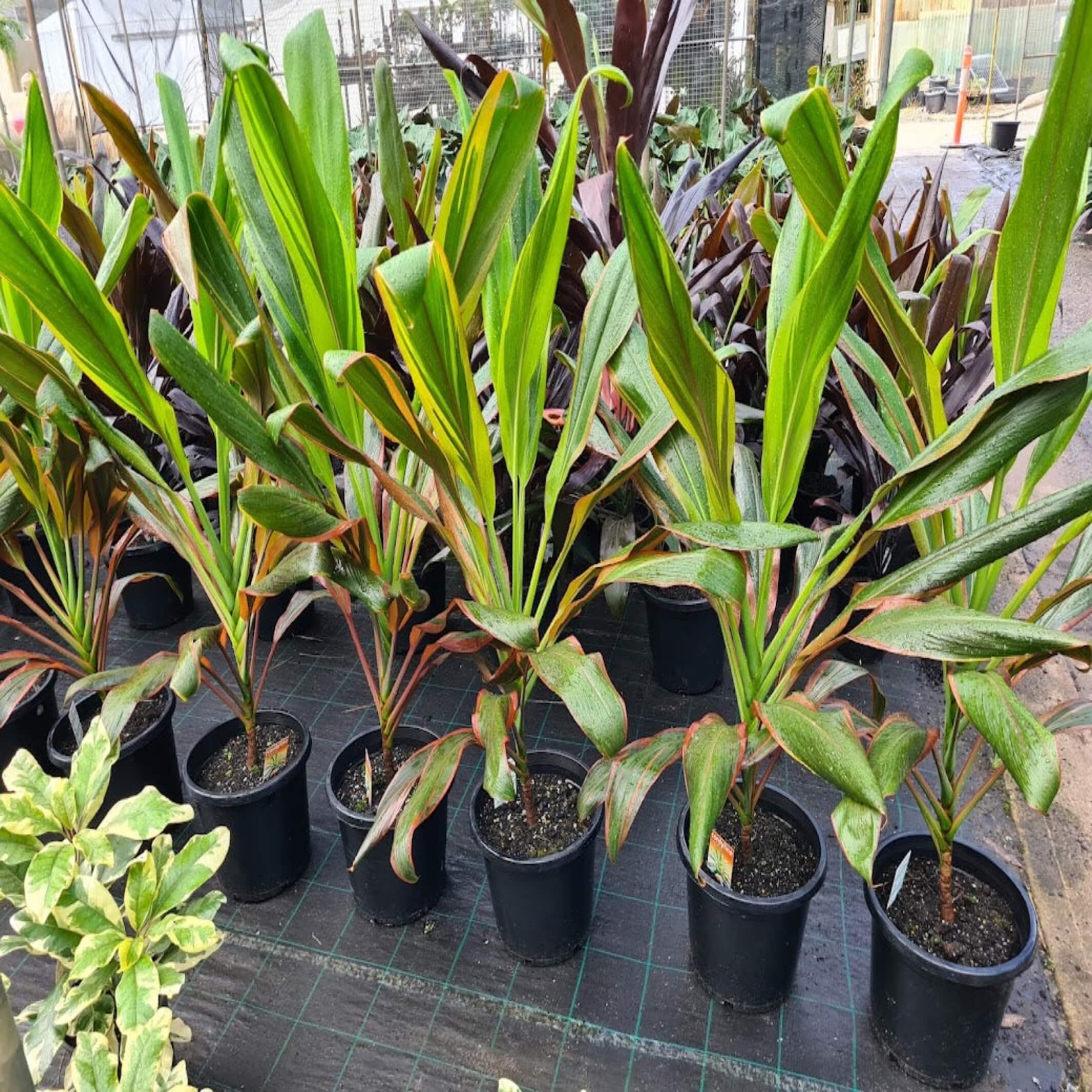 Cordyline fruticose Schubertii I Cabbage Palm