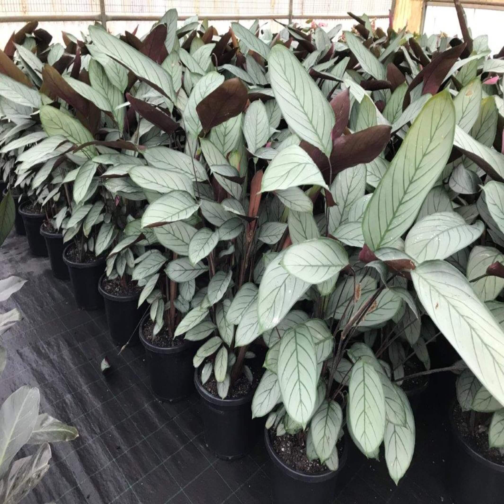 grey star prayer plant Ctenanthe Grey Star Plant I Order Online I Quick & Easy Delivery – The Australian Plant Shop