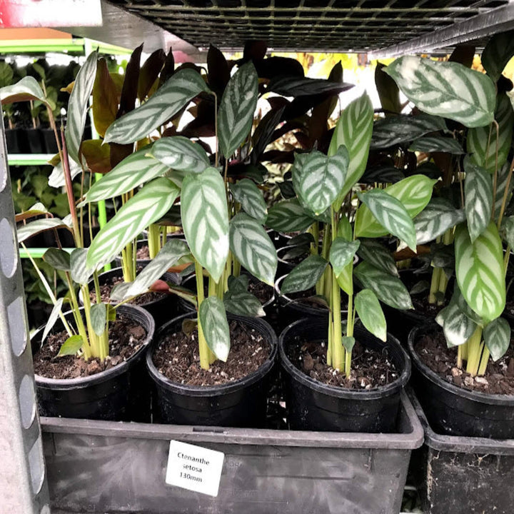 Ctenanthe setosa 300 mm