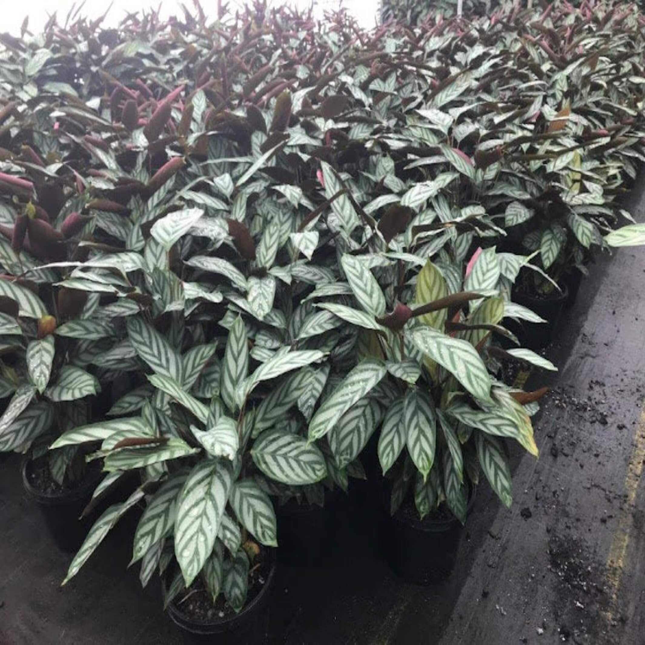 Ctenanthe setosa (Never never plant)