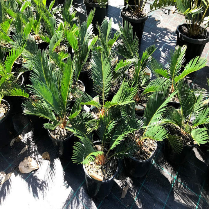 Cycas revoluta Japanese Sago Cycad 140 mm