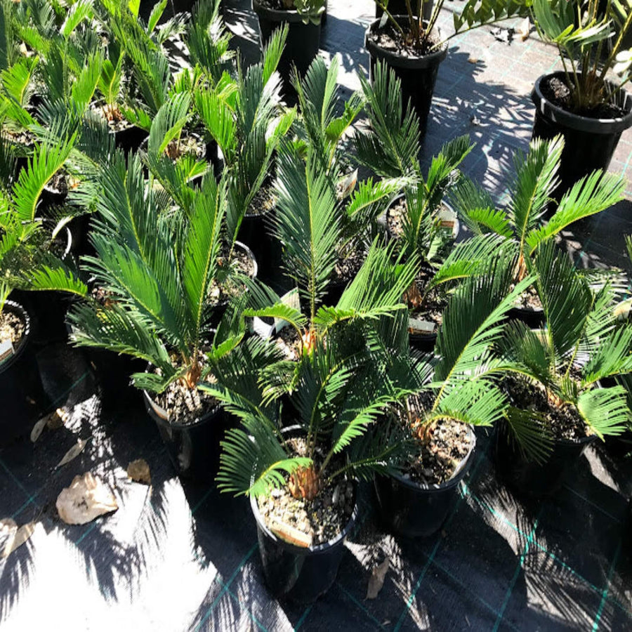 Cycas revoluta Japanese Sago Cycad 140 mm