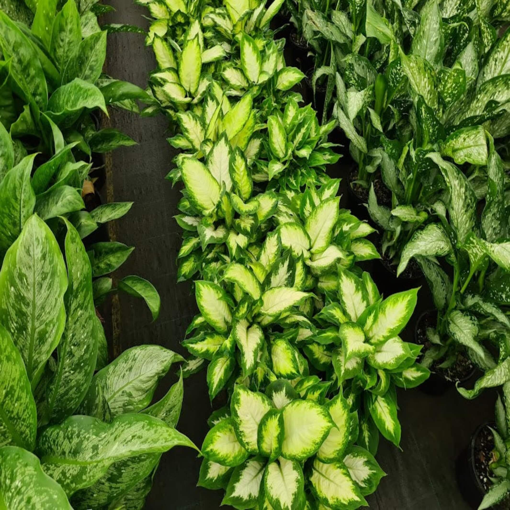 aglaonema camille Dieffenbachia 'Camille' (Dumb Cane)