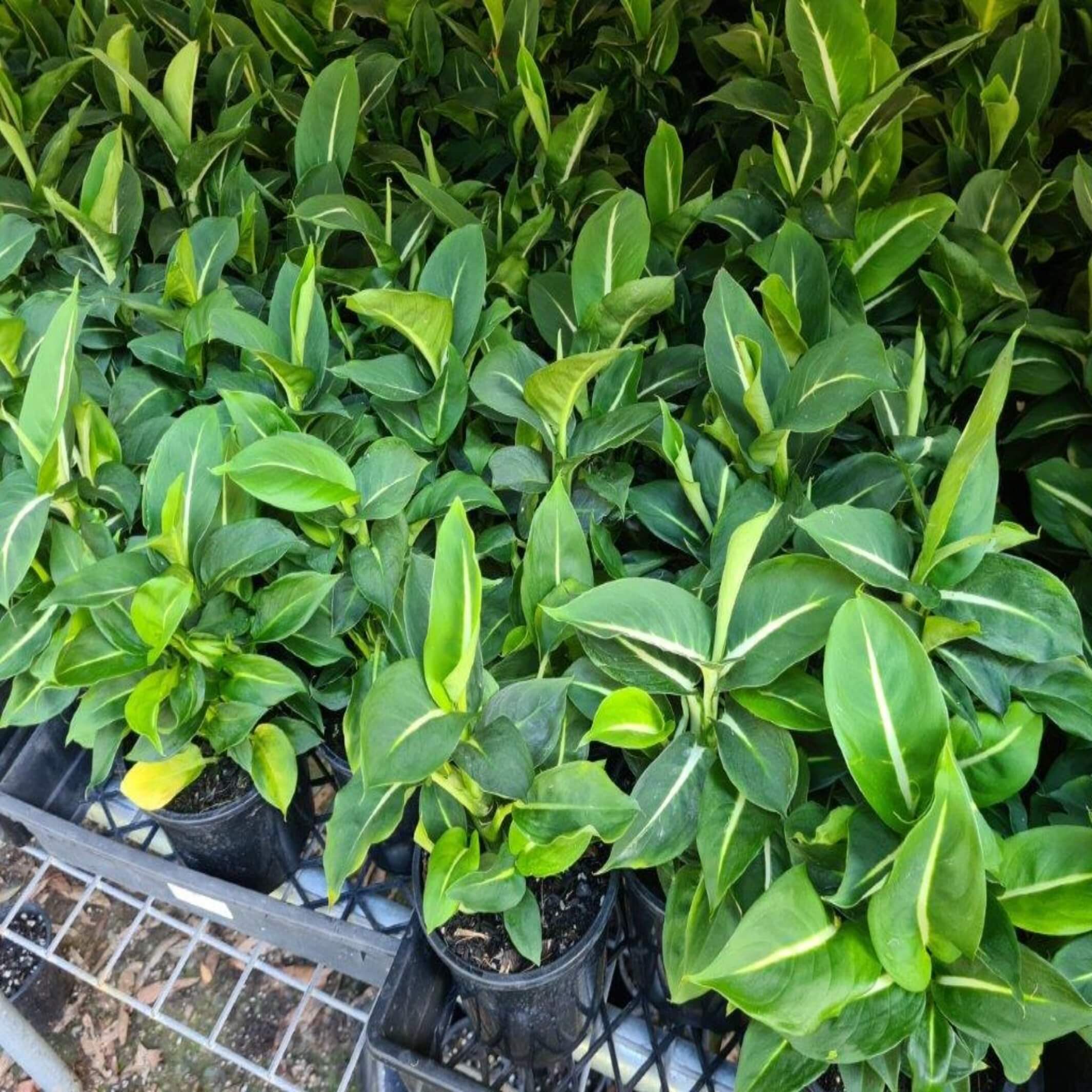 dieffenbachia green magic giftig Dieffenbachia 'Green Magic' (Dumb Cane)