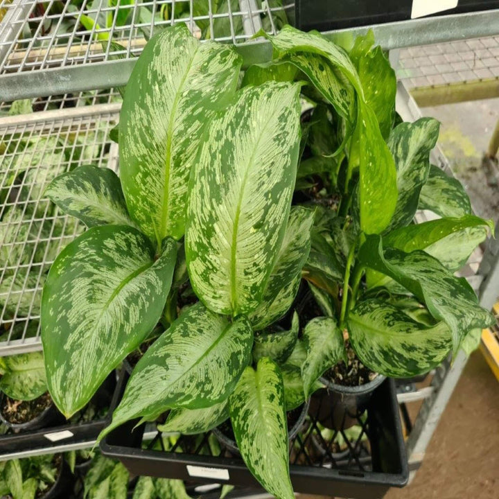 Dieffenbachia Memoria Corsii 130 mm