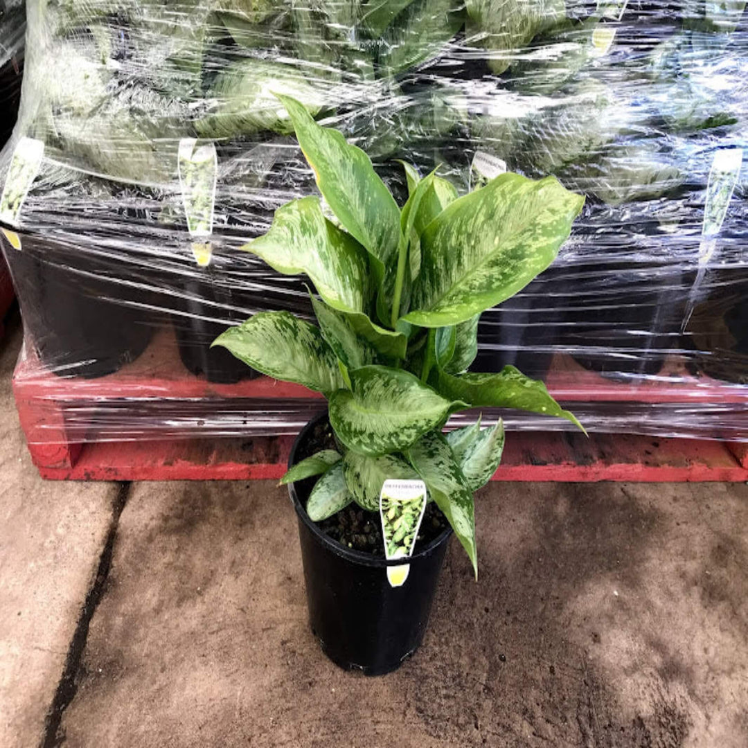 Dieffenbachia Memoria Corsii 300 mm