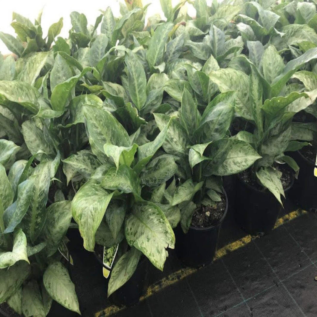 Dieffenbachia Memoria Corsii 300 mm