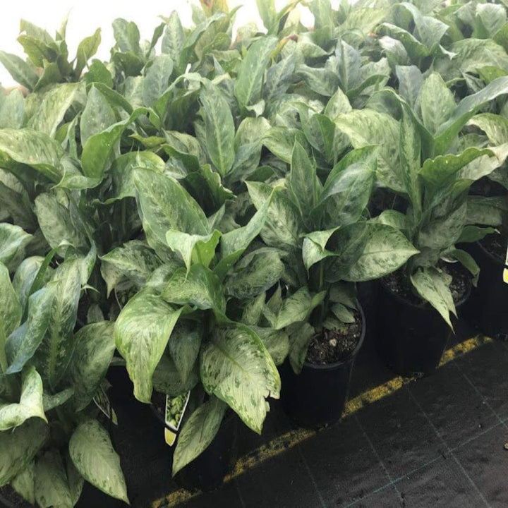 Dieffenbachia Memoria Corsii 300 mm