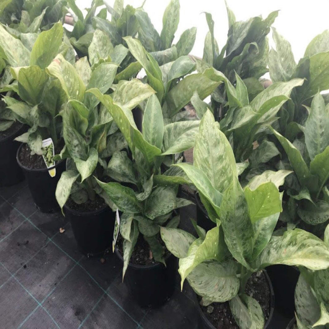 Dieffenbachia Memoria Corsii 200 mm
