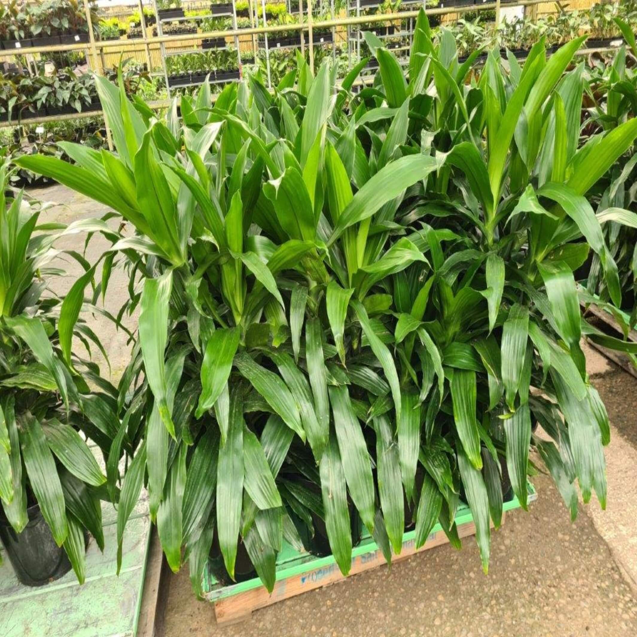 dracaena janet craig outdoors Dracaena deremensis 'Janet Craig'- The Australian Plant Shop