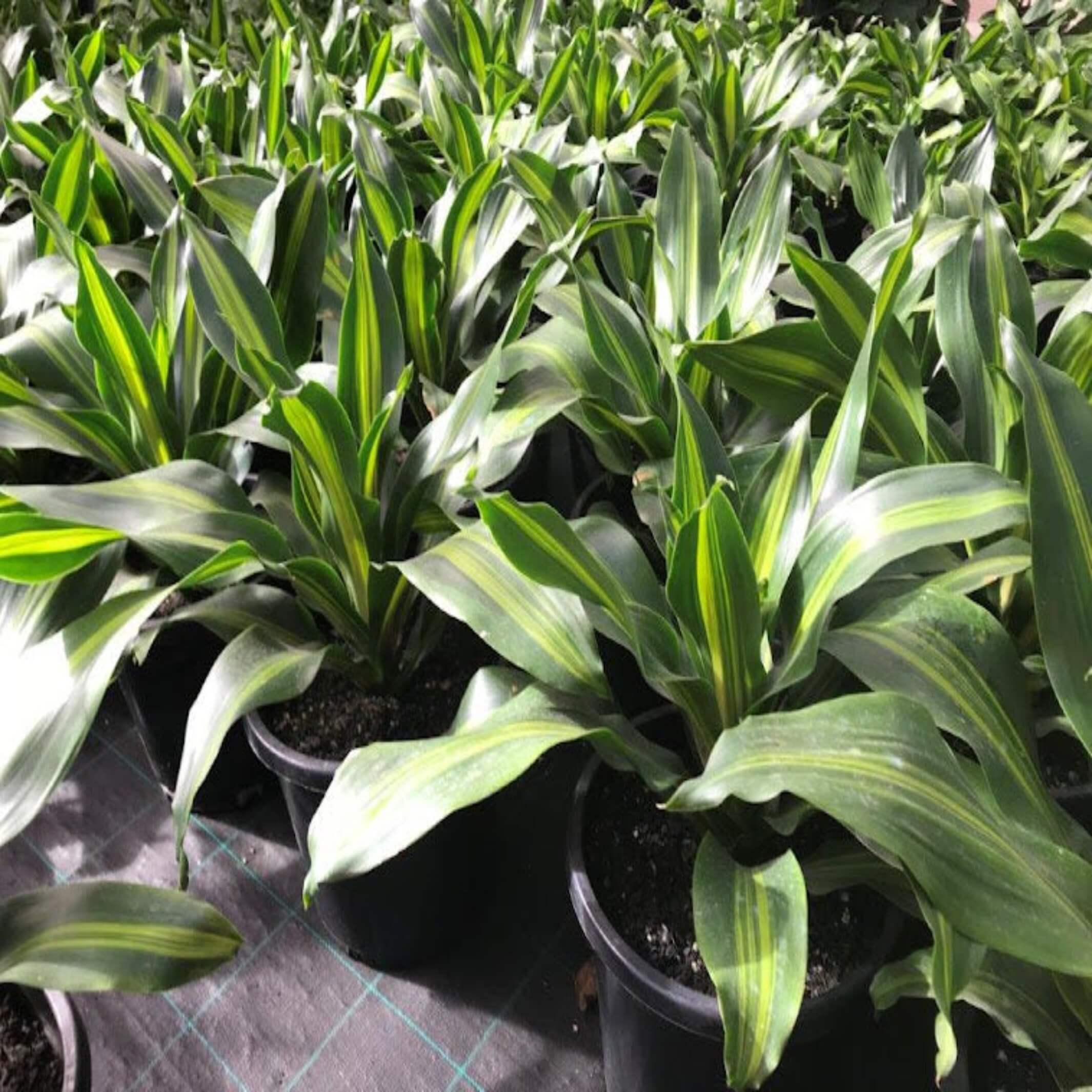 dracaena fragrans golden coast care Dracaena fragrans 'Golden Heart' (Corn palm)