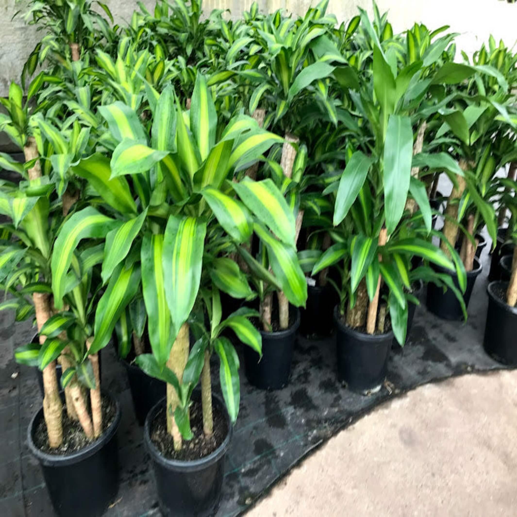 Dracaena fragrans 'Massangeana' (Happy Plant)