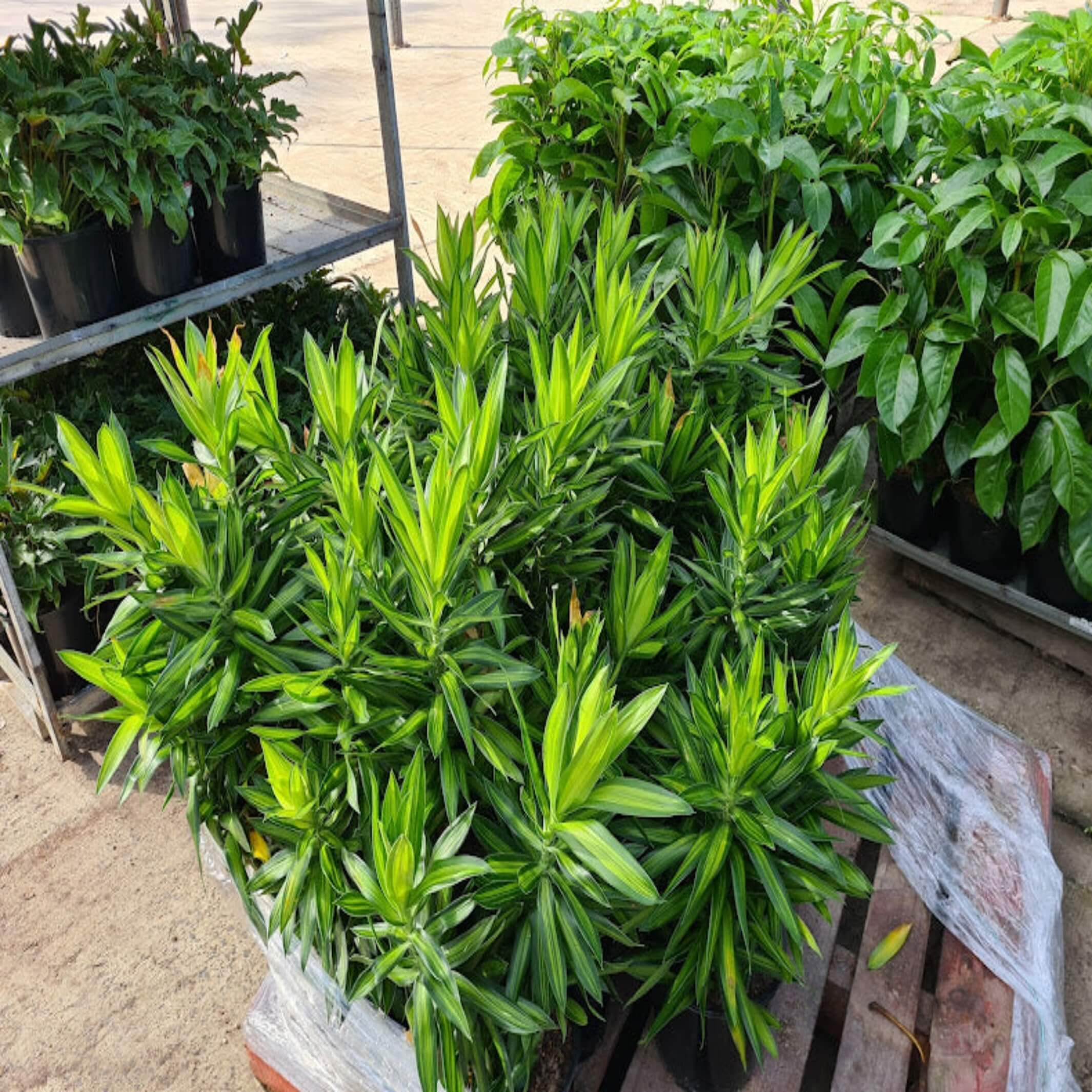 malaysian dracaena Dracaena reflexa 'Malay Stripe' (Song of India)