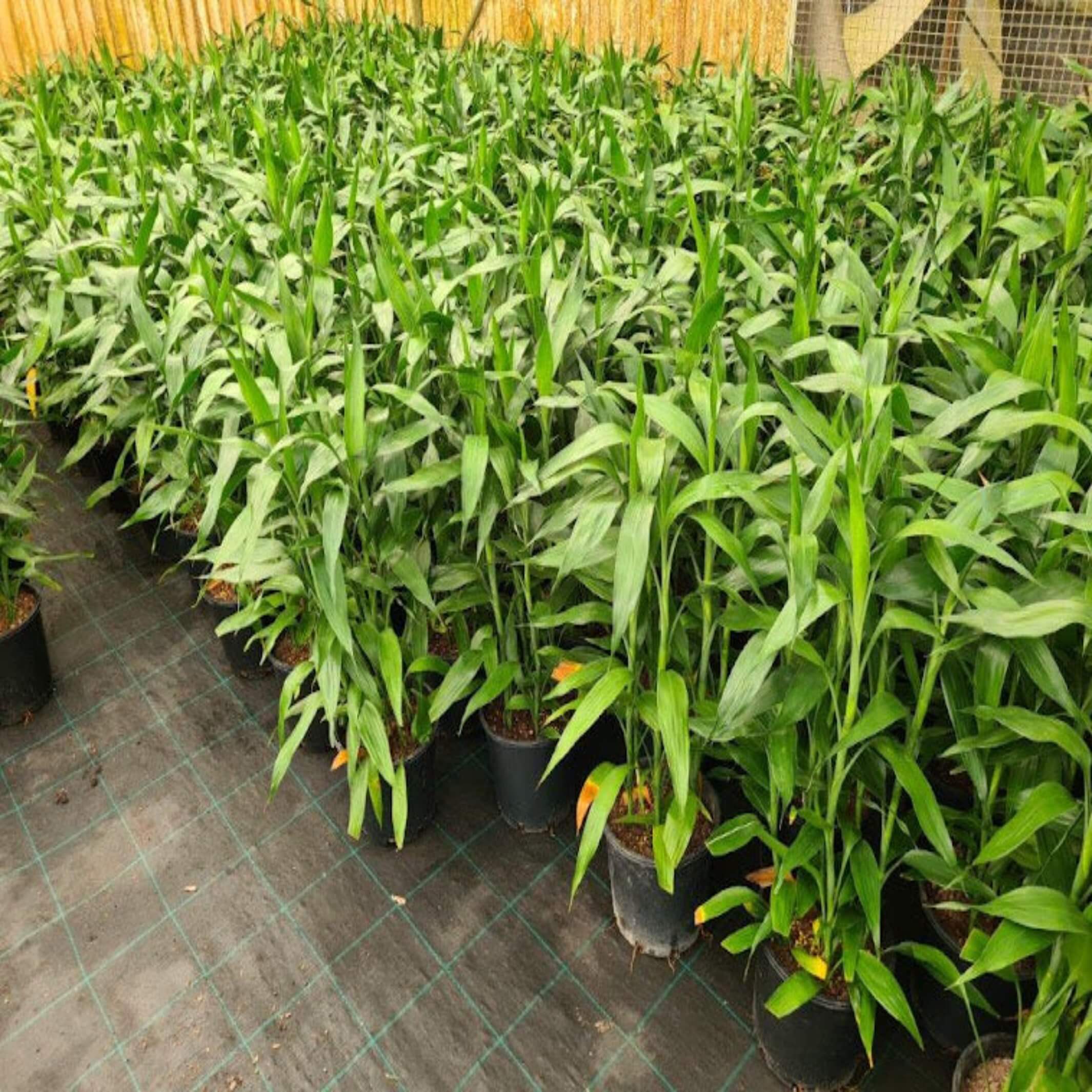 dracaena sanderiana full grown Lucky Bamboo I Dracaena sanderiana I Order Online – The Australian Plant Shop