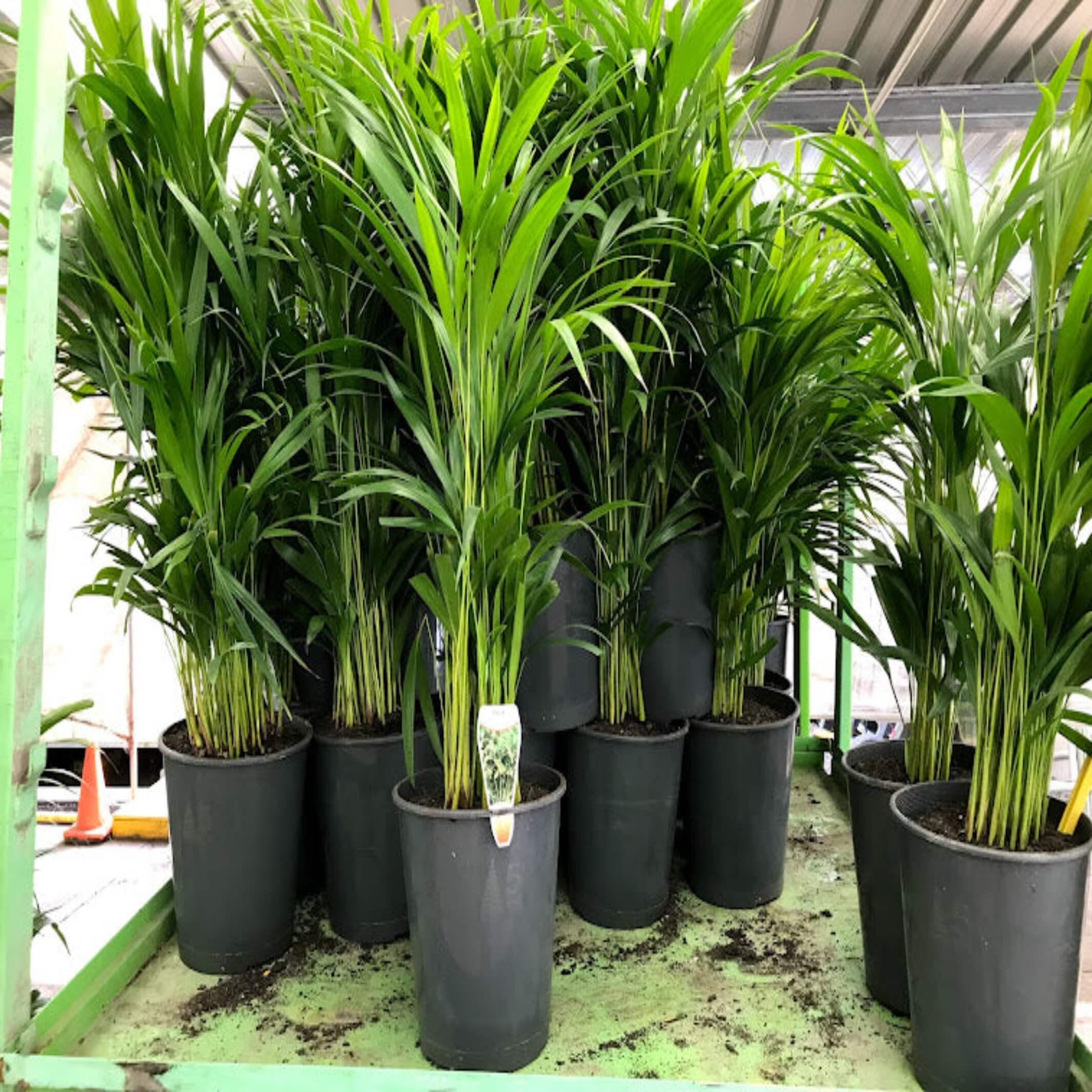 palm cane plant Golden Cane Palm (Dypsis lutescens) for Sale – The Australian Plant Shop