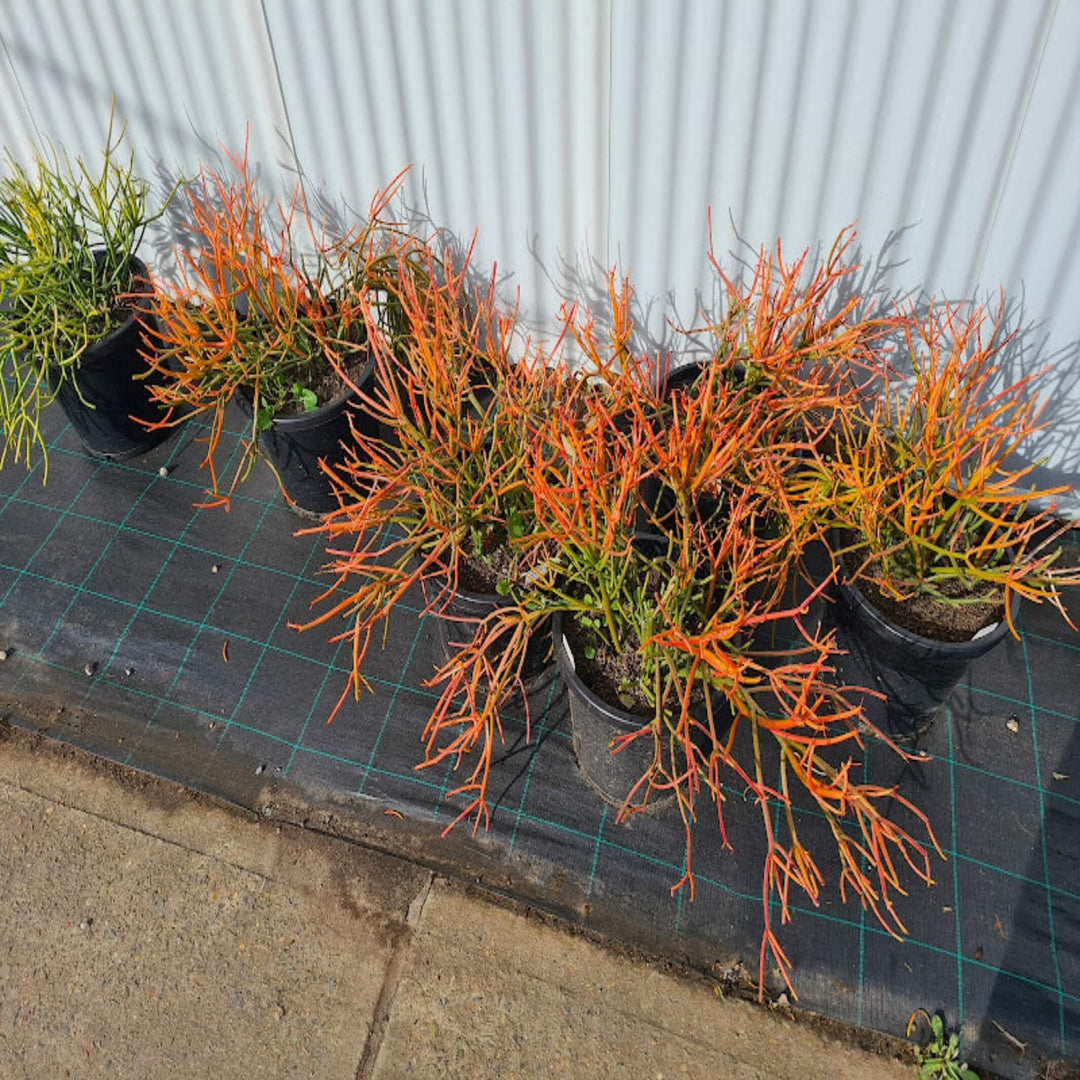 Euphorbia tirucalli Firesticks 300 mm