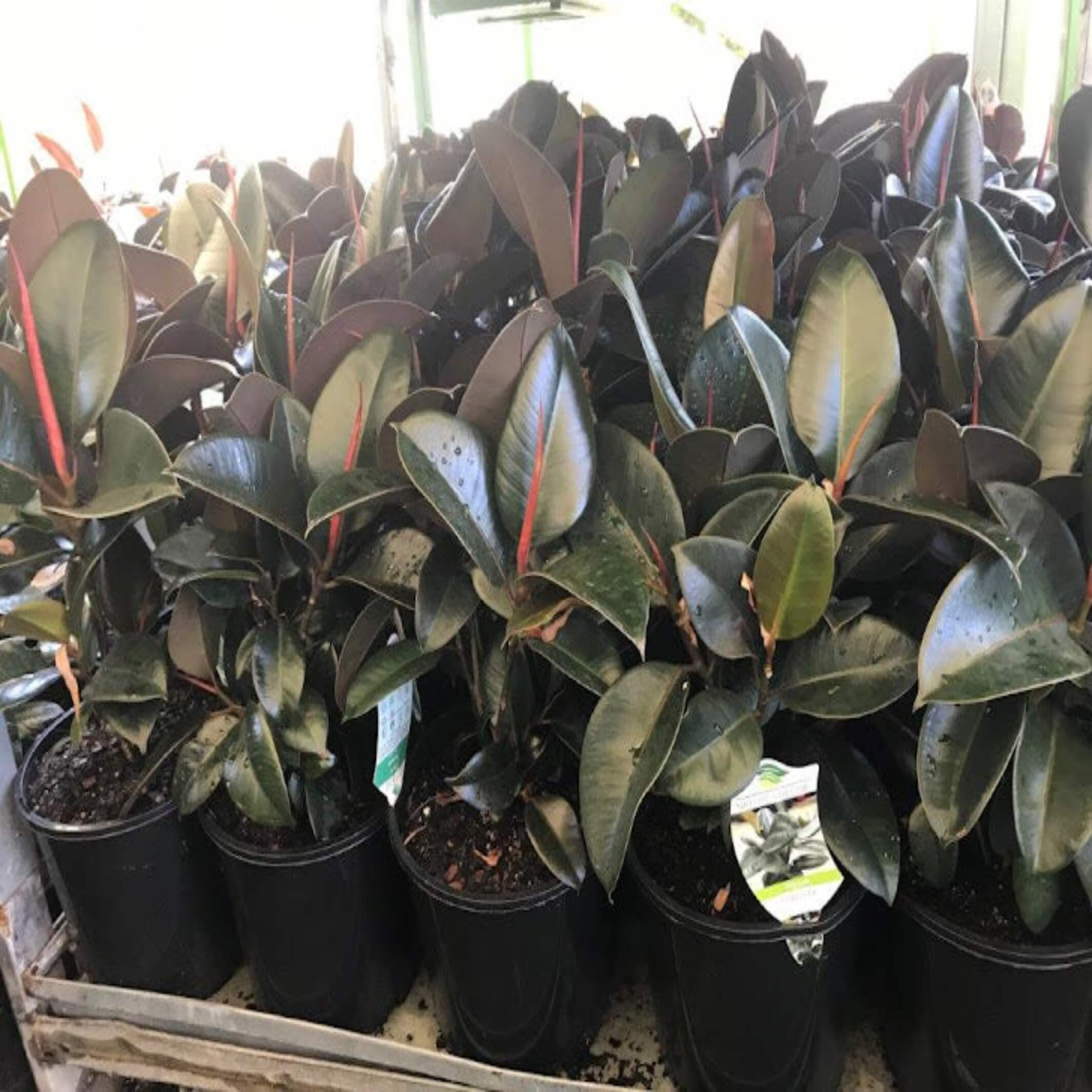 rubber tree melany Ficus elastica 'Melany'