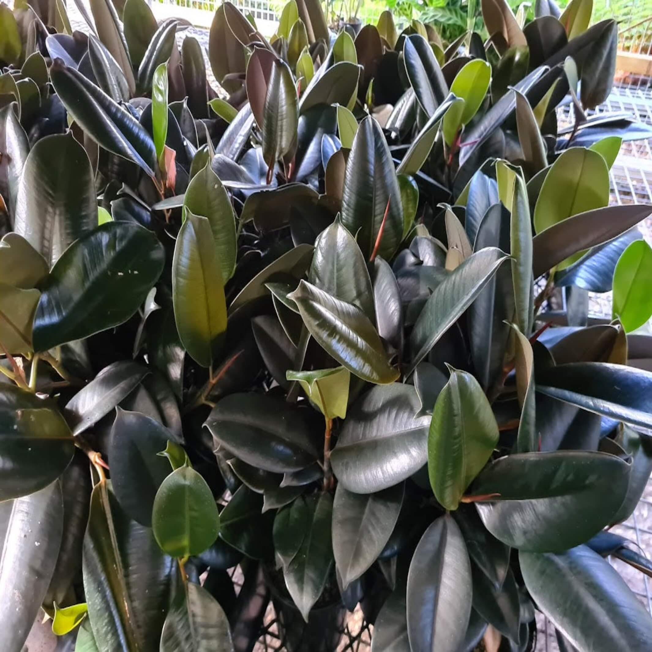 rubber tree australia Ficus elastica 'Robusta'