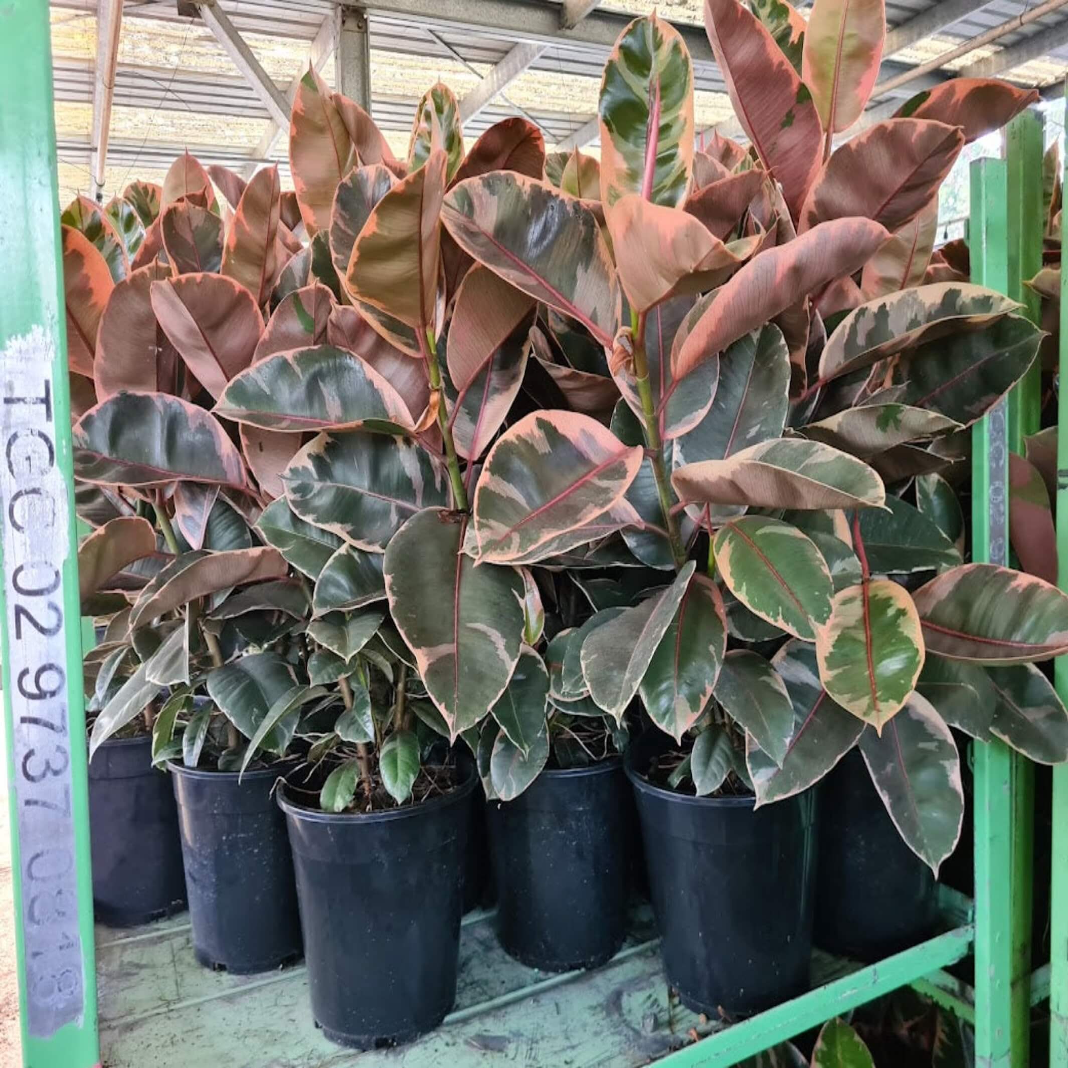red rubber tree plant Ficus elastica 'Ruby' I Indian Rubber Tree – The Australian Plant Shop
