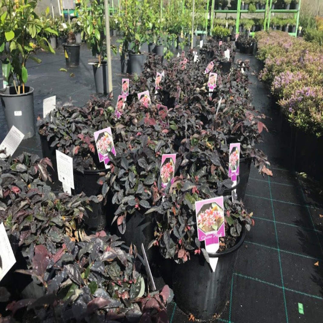 Loropetalum chinense rubrum China Pink 200 mm