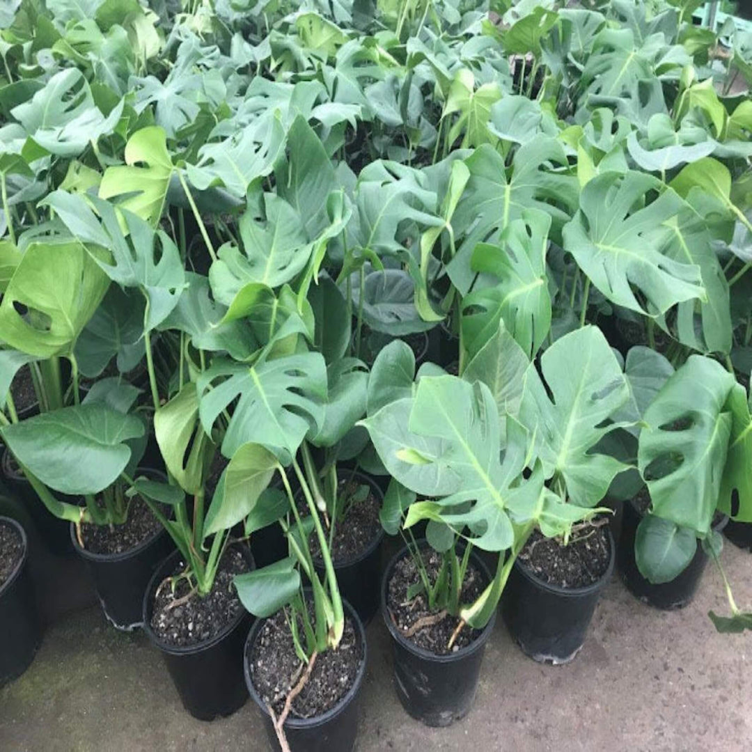 Monstera deliciosa Fruit Salad Plant 250 mm