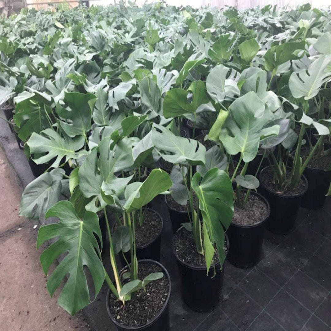 Monstera deliciosa Fruit Salad Plant 250 mm