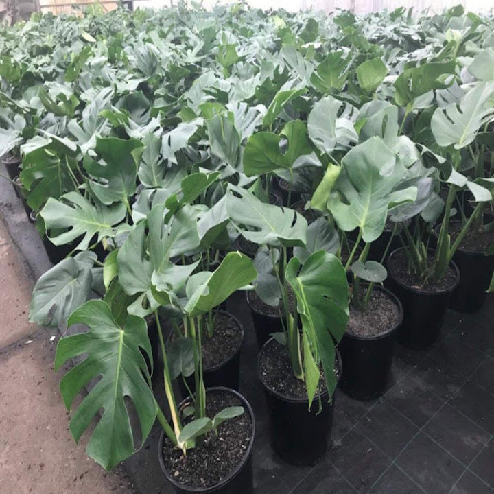 Monstera deliciosa Fruit Salad Plant 250 mm