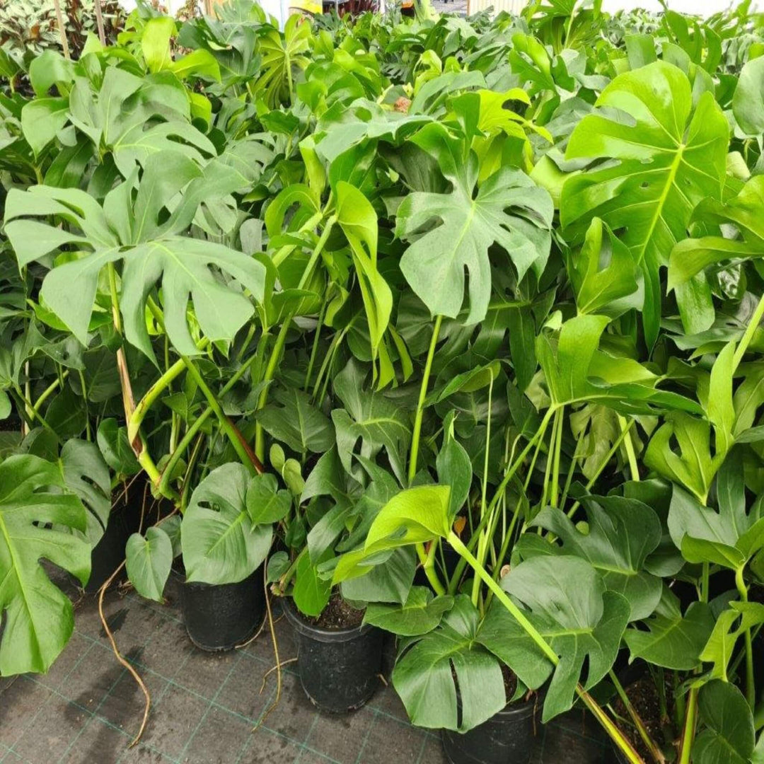 Monstera deliciosa Fruit Salad Plant 250 mm