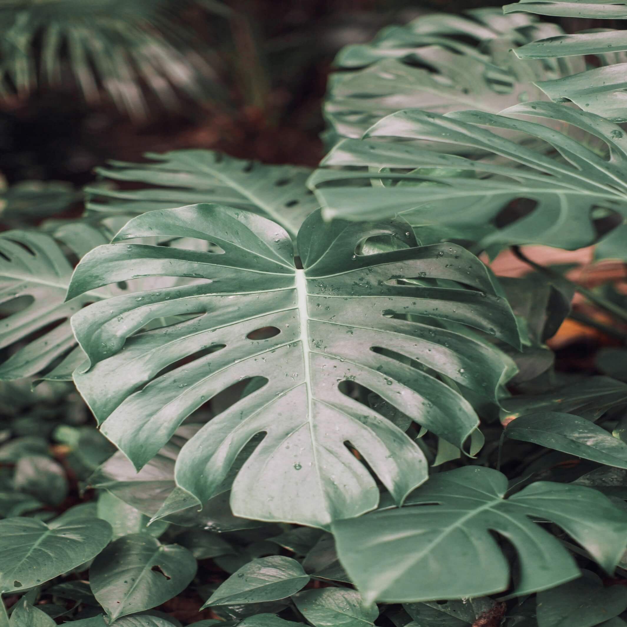 monstera deliciosa buy sydney Monstera deliciosa (Swiss Cheese Plant)