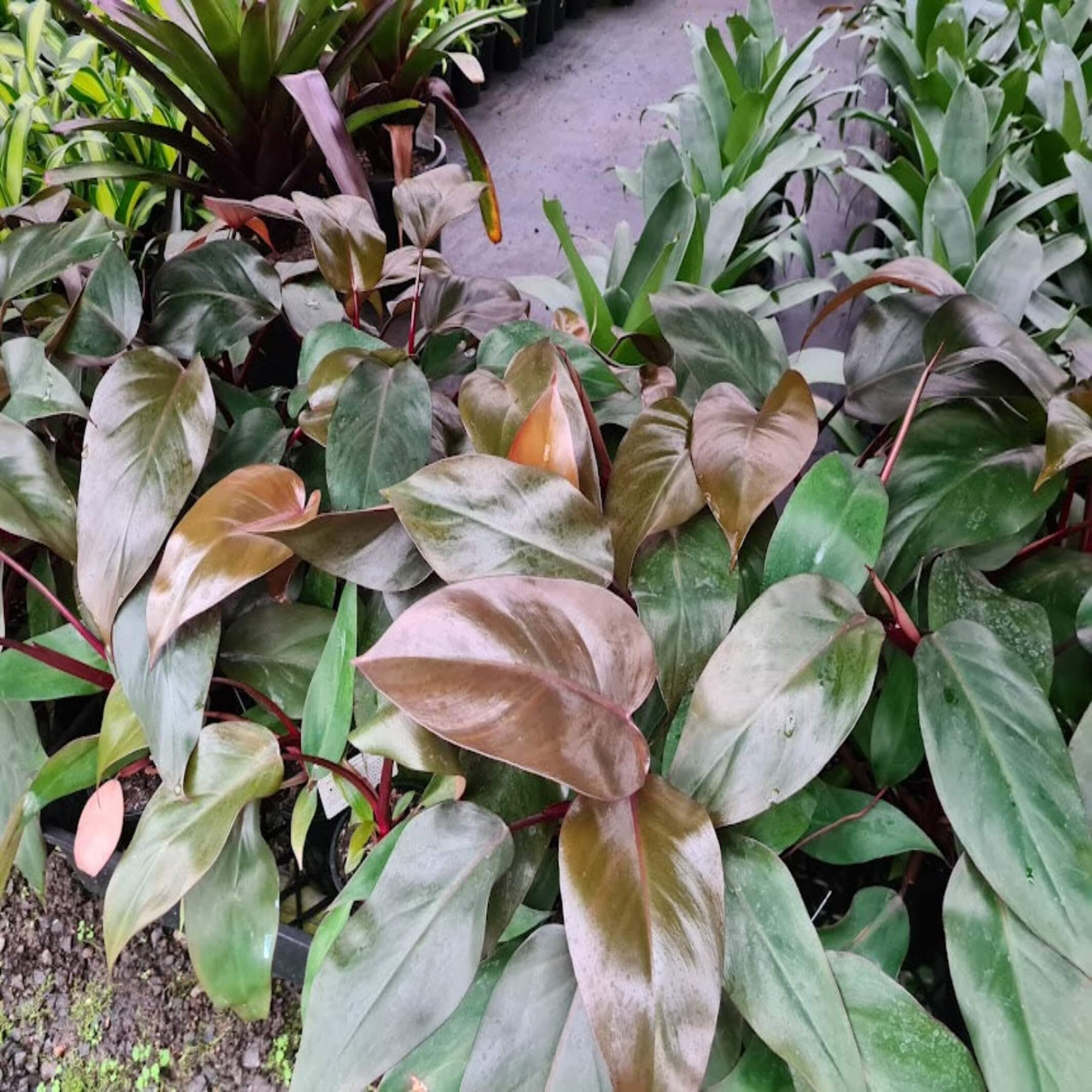 Philodendron 'Dark Lord'