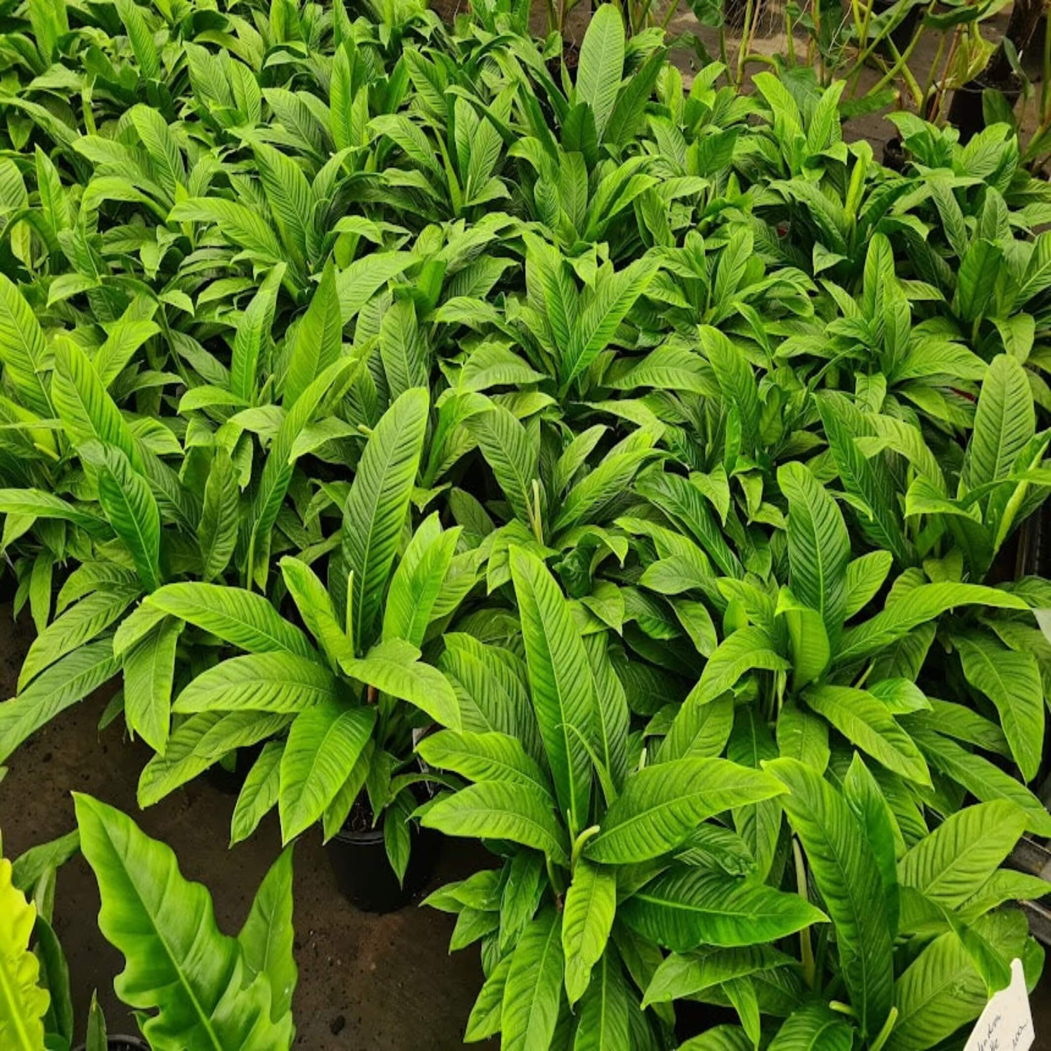 Philodendron The Australian Plant Shop