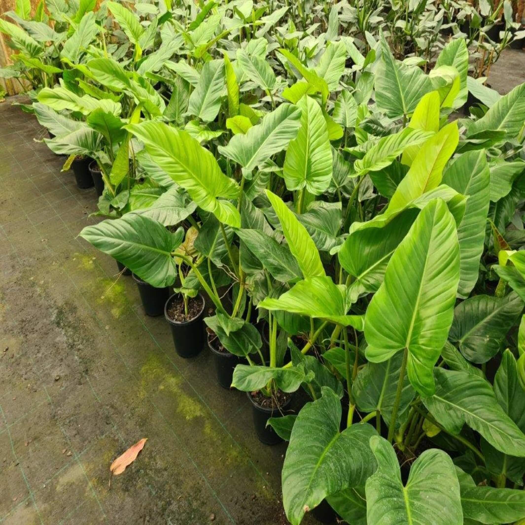 philodendron subhastatum mature Philodendron Subhastatum – Rare, Stunning, and Easy to Care For – The  Australian Plant Shop