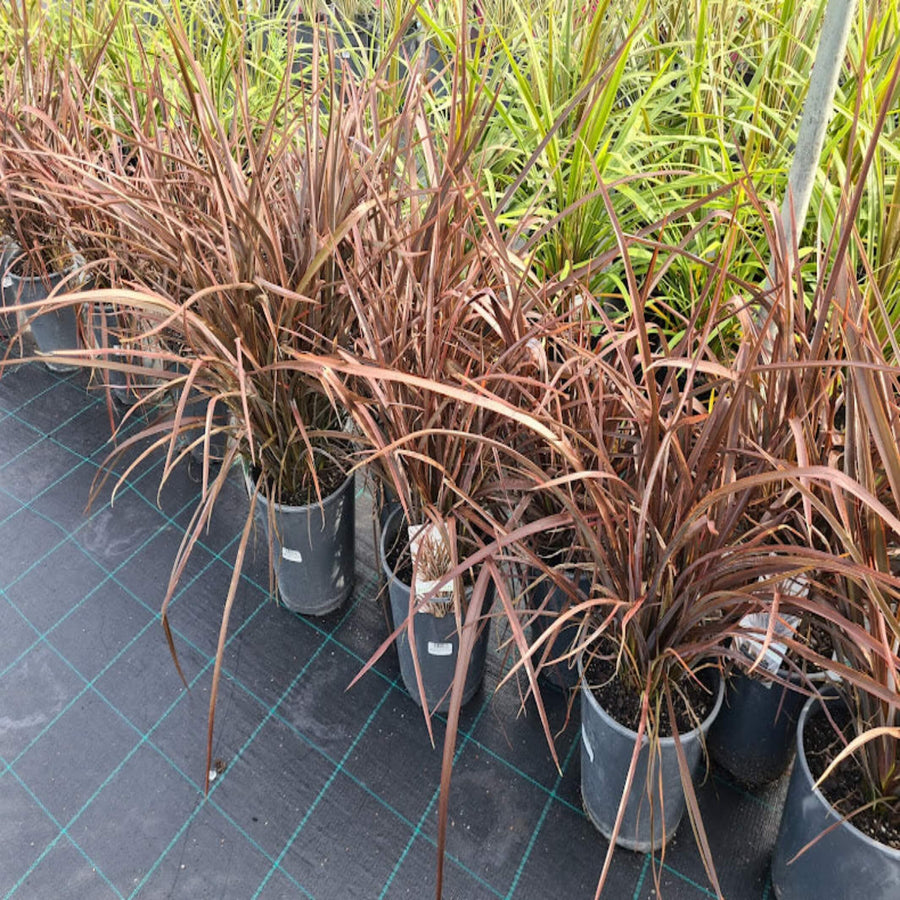 Phormium Bronze Baby NZ Flax 200 mm