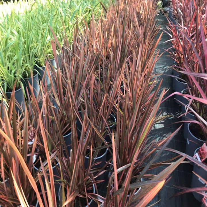 Phormium Chieftain NZ Flax 200 mm