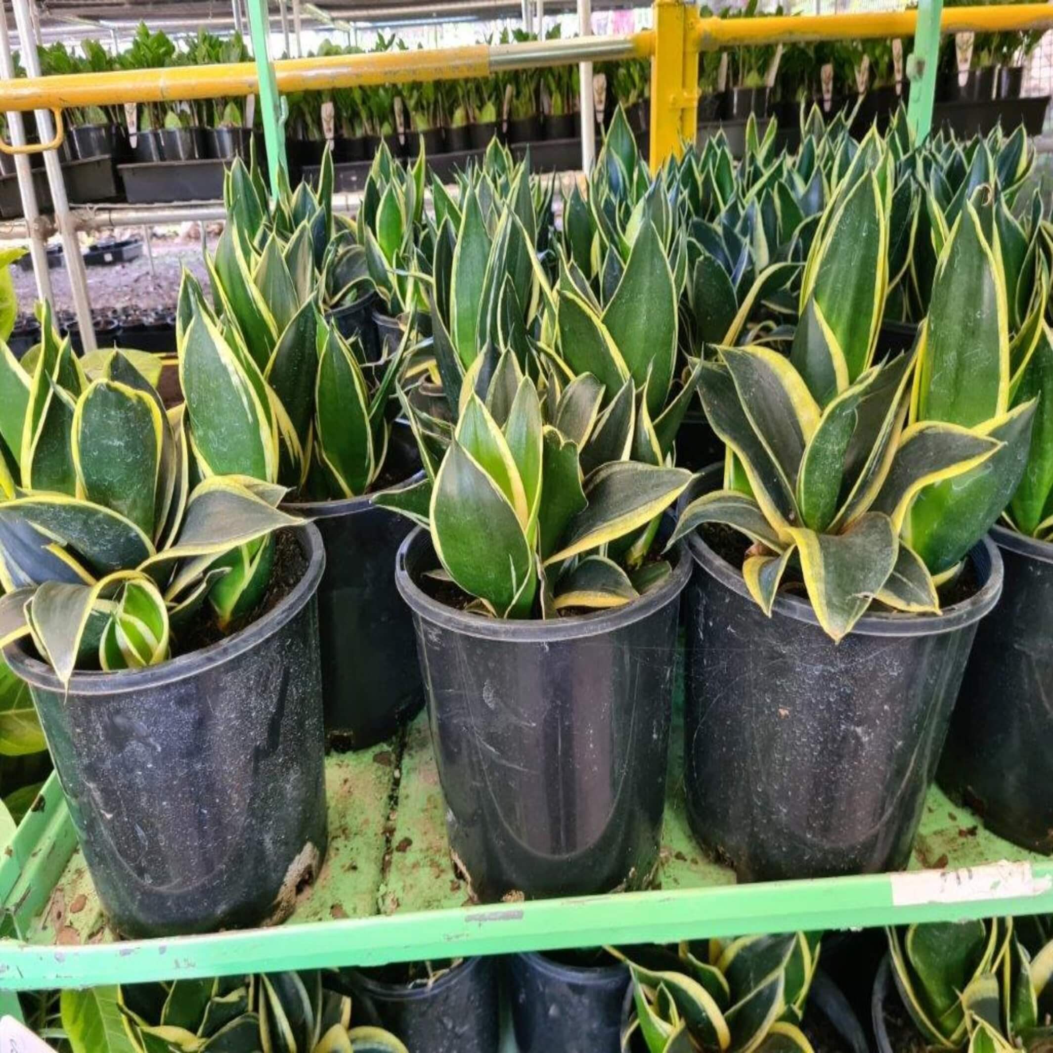 Sansevieria hahnii (Bird's Nest Snake Plant)The Australian Plant Shop
