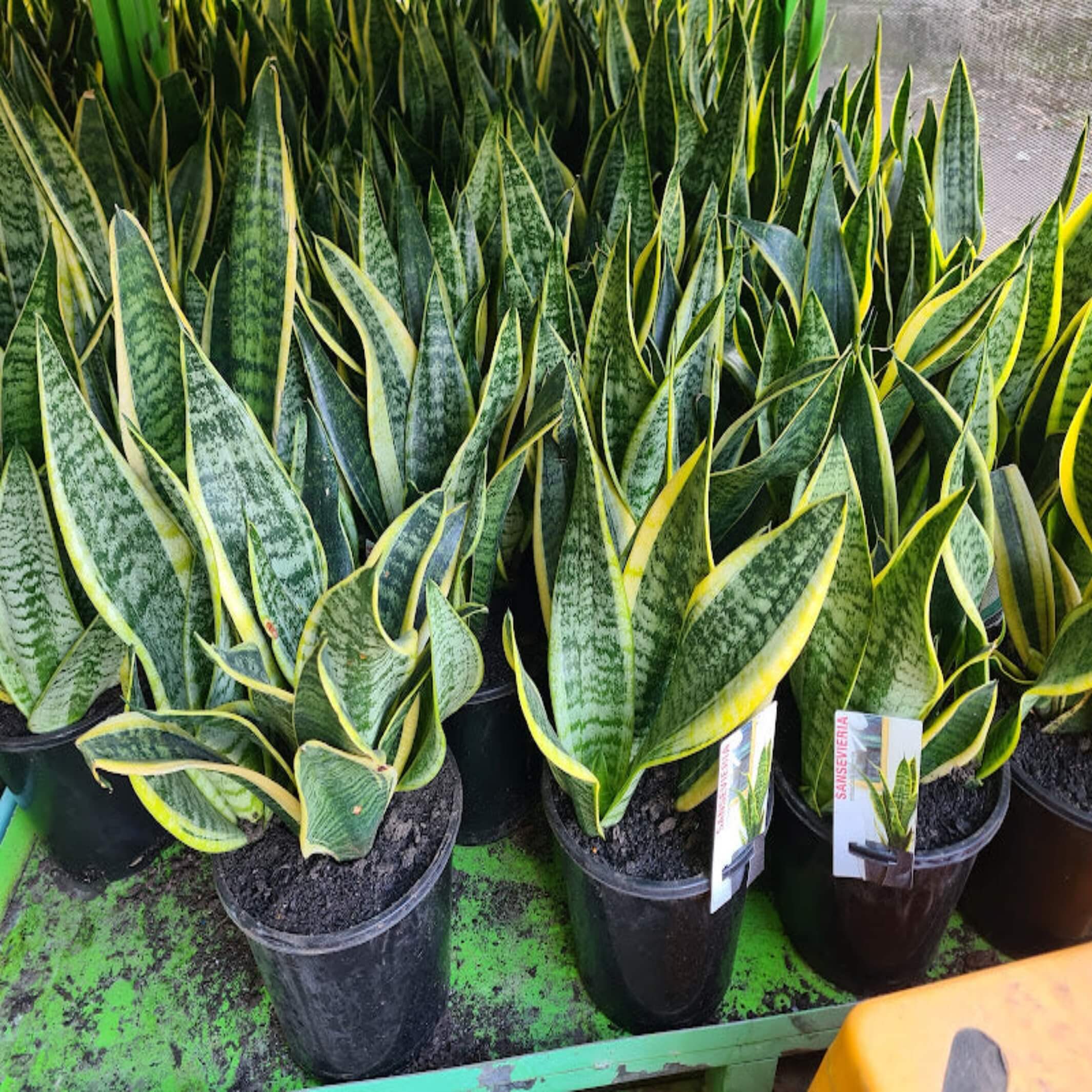 buy snake plant australia Sansevieria trifasciata 'Superba'- The Australian Plant Shop