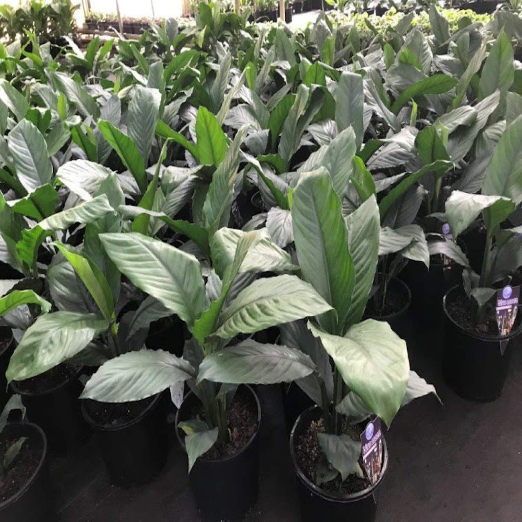 blue peace lily Blue Moon Peace Lily (Spathiphyllum)