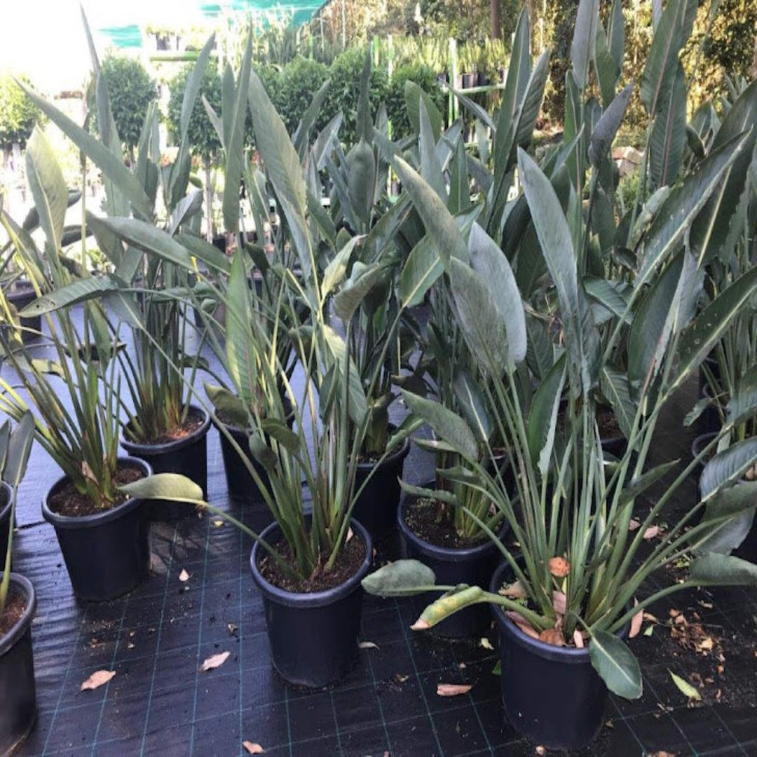 Strelitzia reginae Bird of Paradise 250 mm