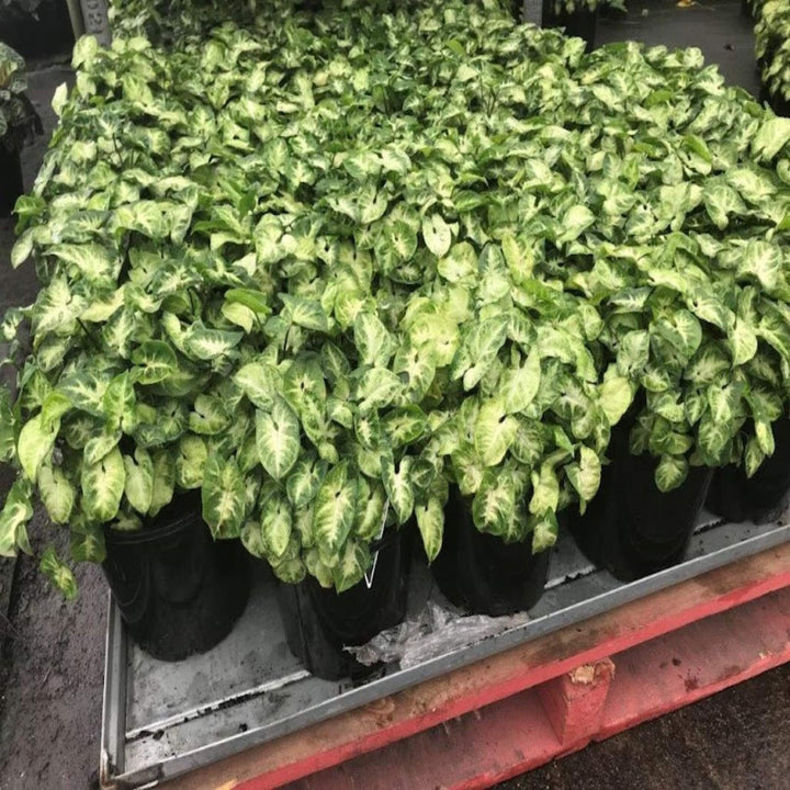 Syngonium Mixed 200 mm Hanger