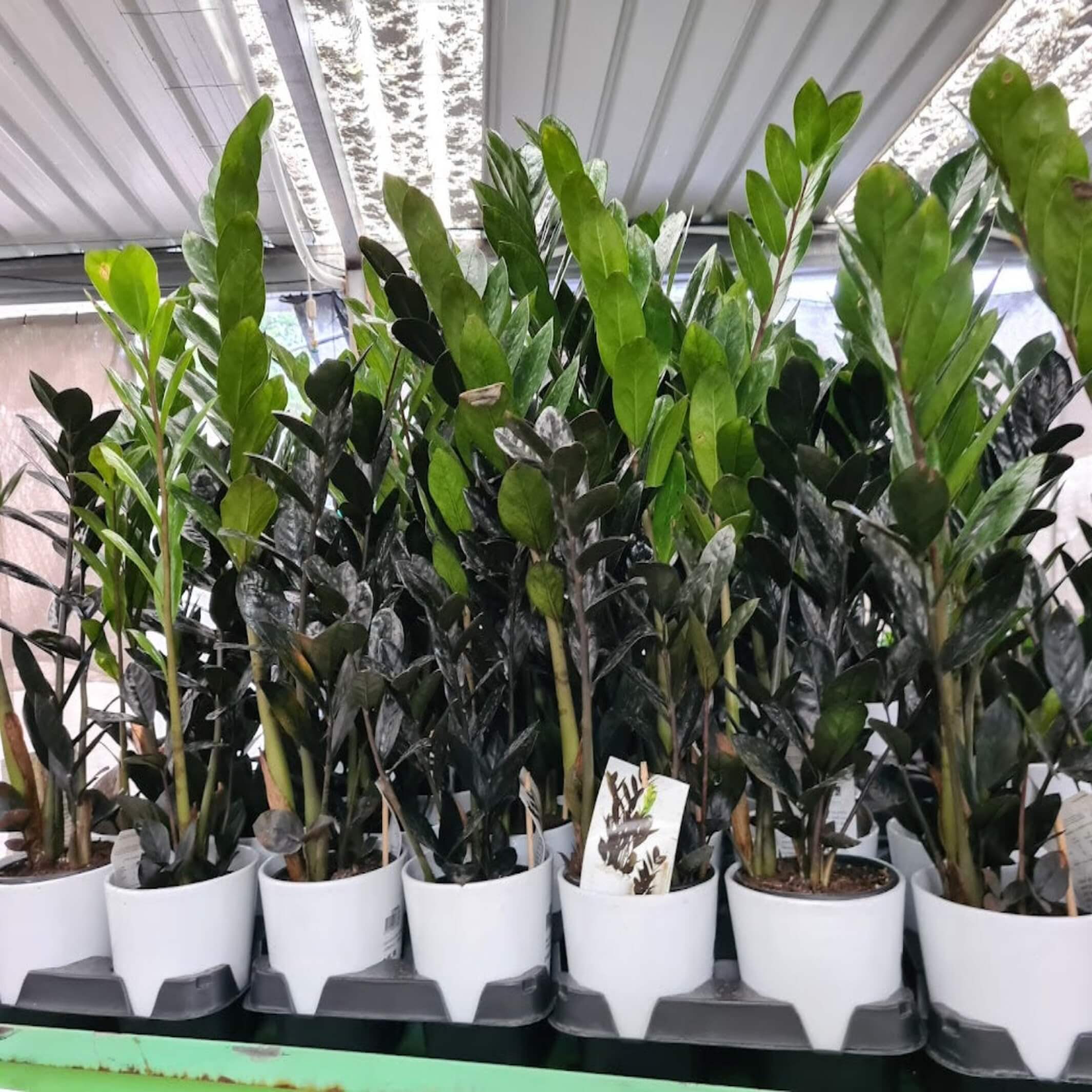 raven zz plant australia Zamioculcas zamiifolia 'Raven'