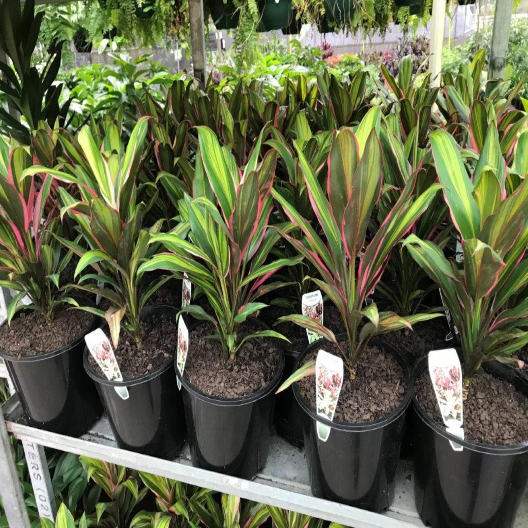 dracaena cordyline kiwi Cordyline fruticosa 'Kiwi' (Cabbage Palm)- The Australian Plant Shop