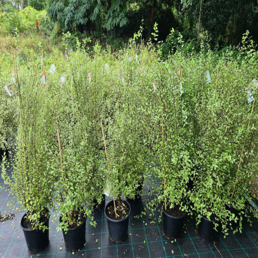 fast growing hedge plant