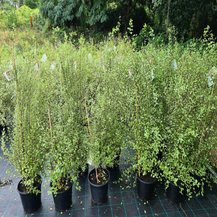 fast growing hedge plant