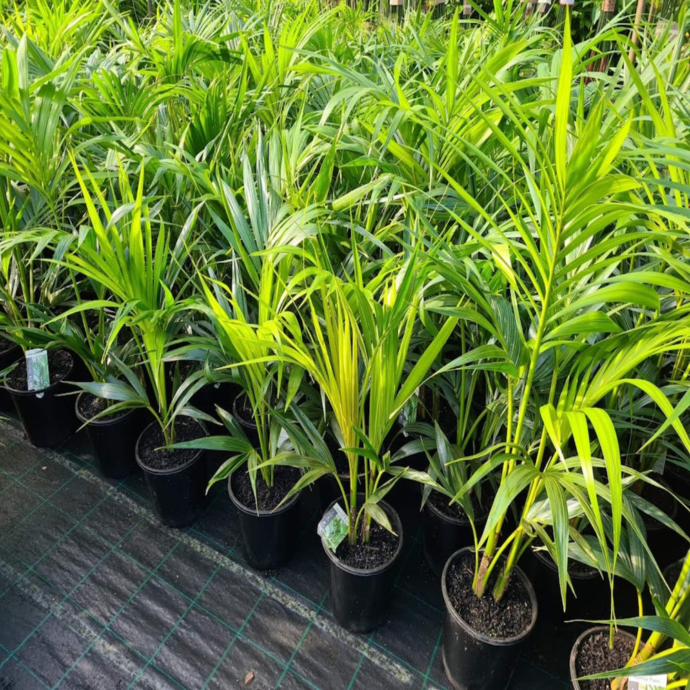 howea forsteriana kentia palm 200 mm