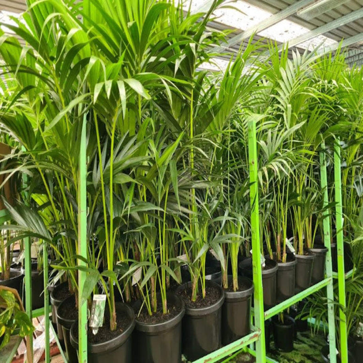 howea forsteriana kentia palm 400 mm