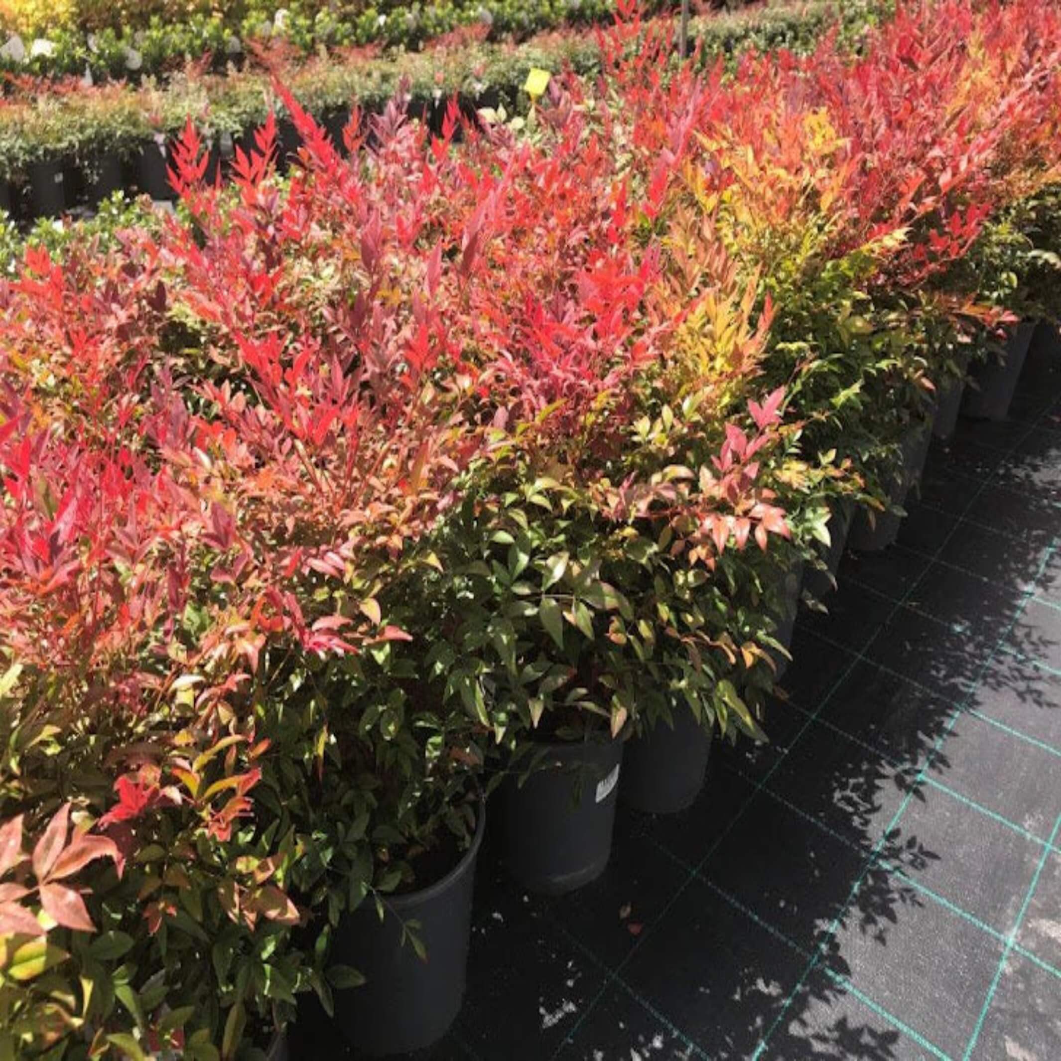 Nandina domestica 'Seika Obsession'- I The Australian Plant Shop