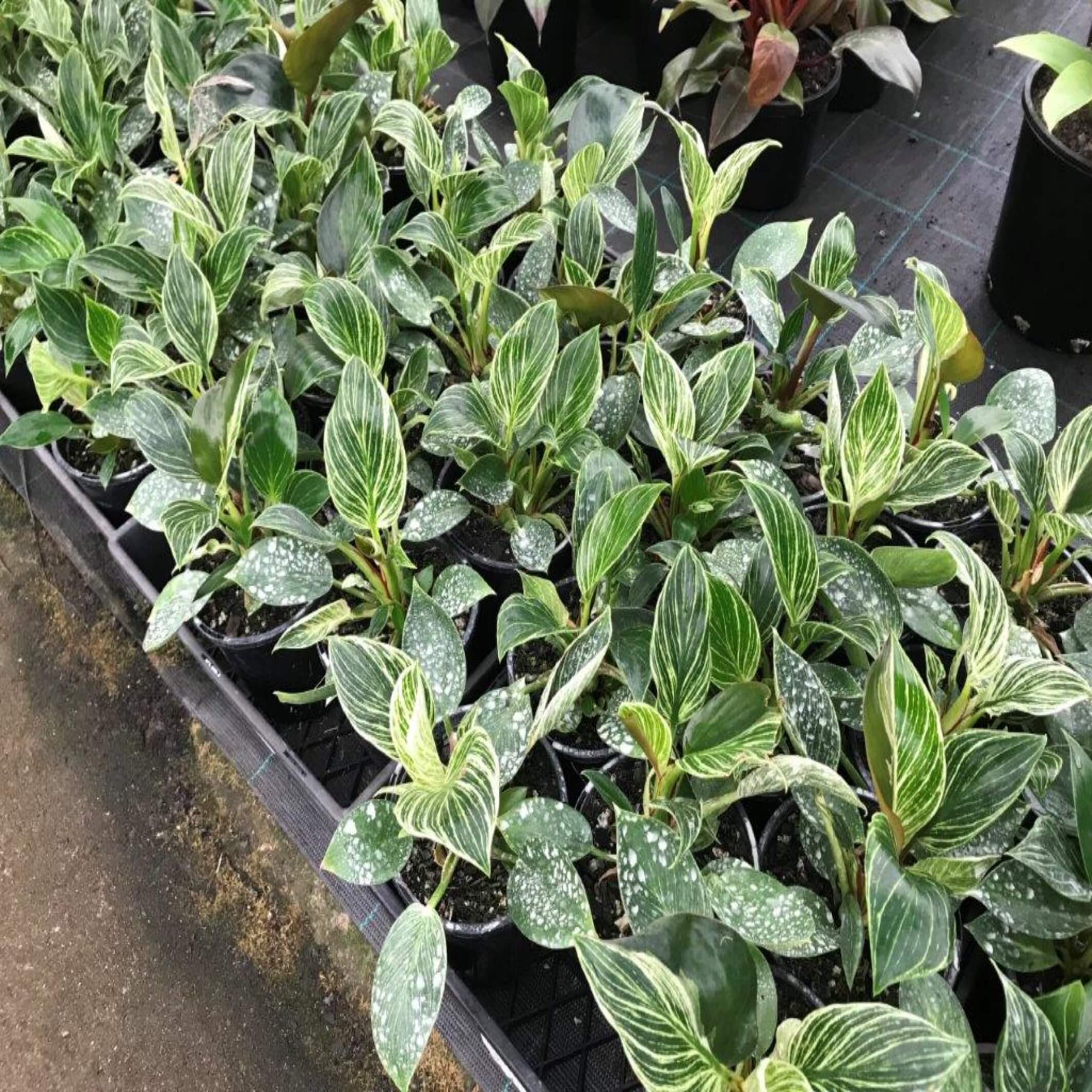 Philodendron Birkin I Philodendron White Wave  The Australian Plant Shop